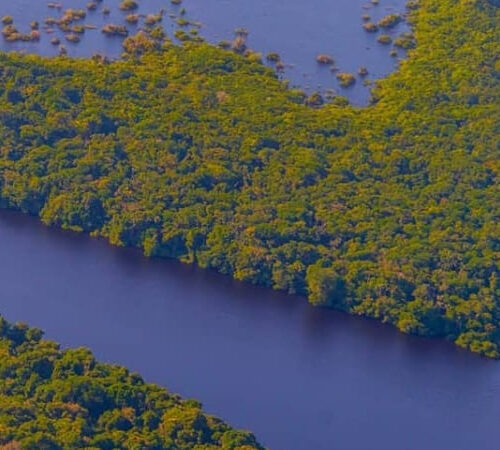 15 Facts about the Amazon Rainforest in Brazil