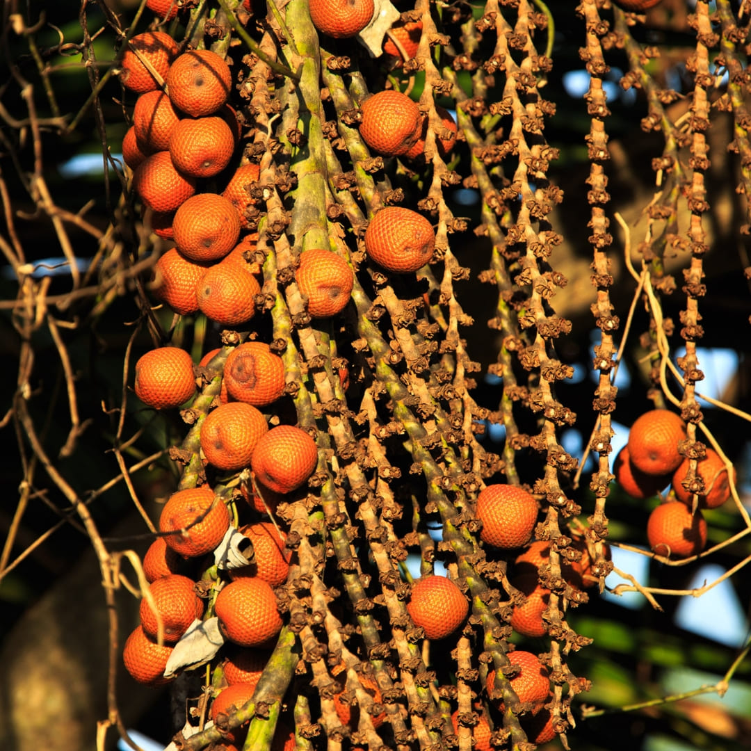 15 Facts about the Amazon Rainforest in Brazil - Abundant Flora - Buriti Tree