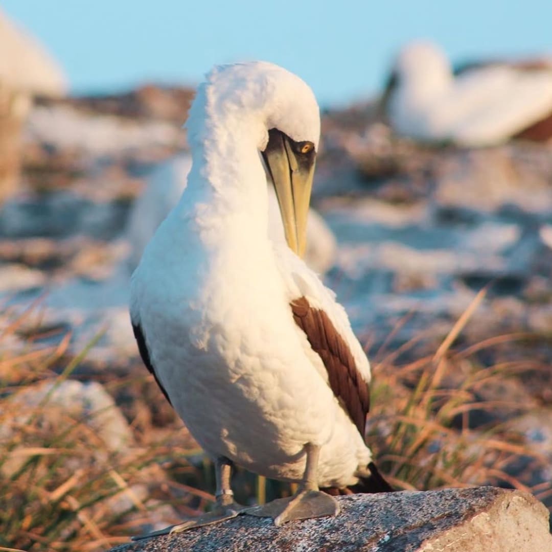 Abrolhos Seabirds - Brazil Wildlife Tours 