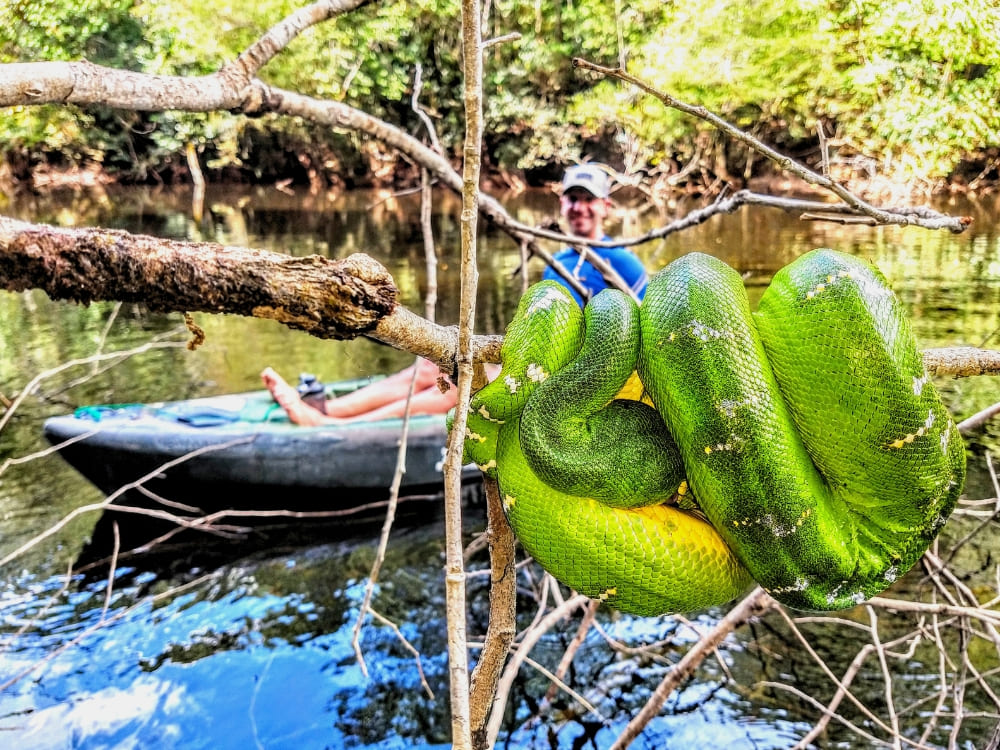 Amazon Rainforest - Brazil Wildlife Tours 