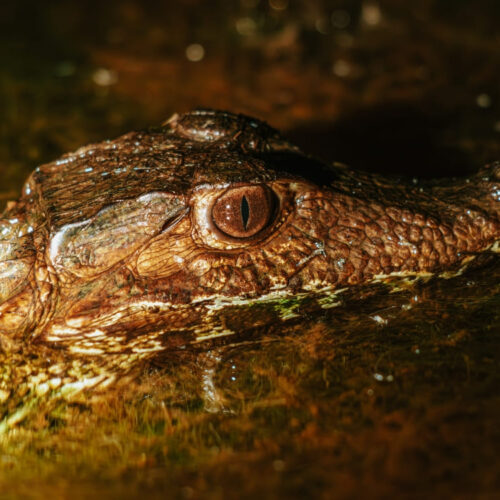 Caimans - Brazil Wildlife Tours