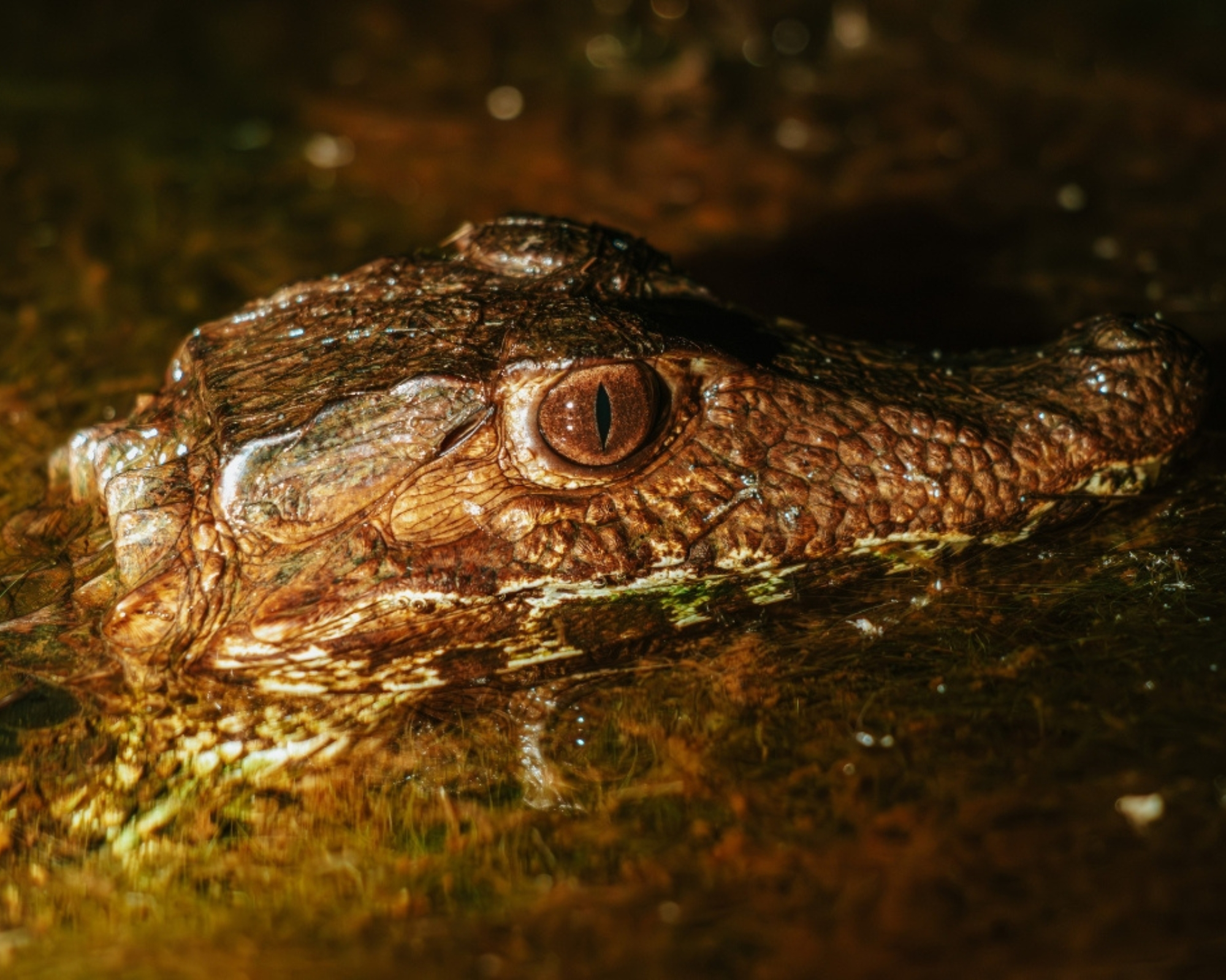 Meilleures excursions pour découvrir la faune et la flore au Brésil