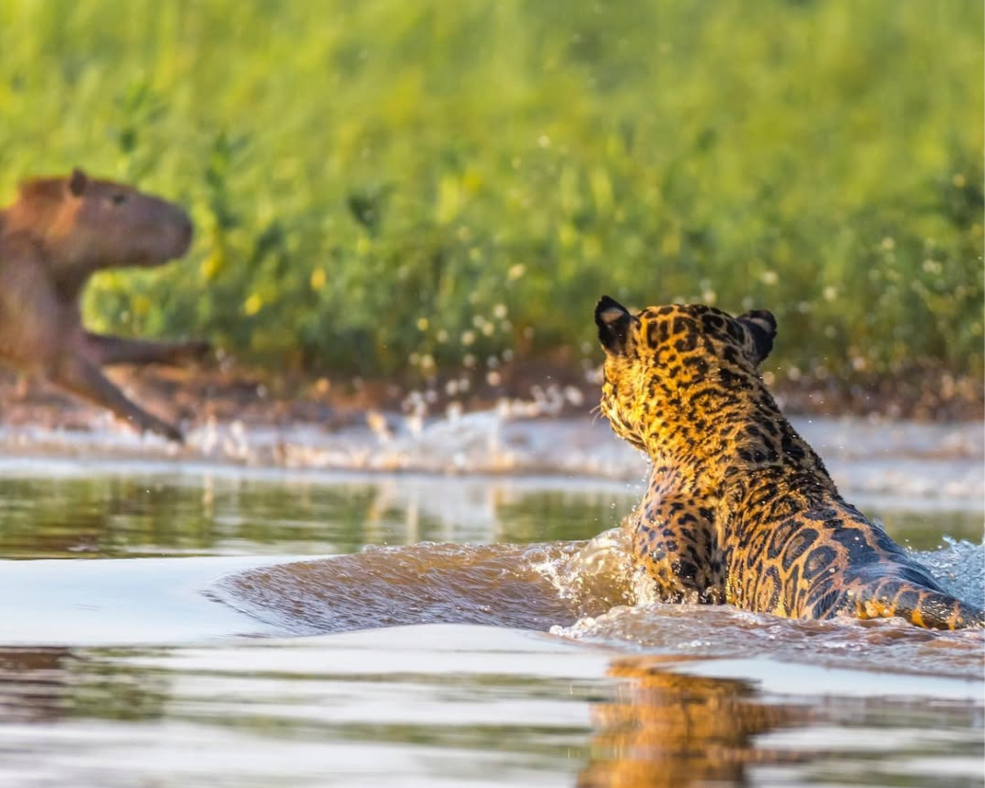 Qual é o melhor Safári no Pantanal?