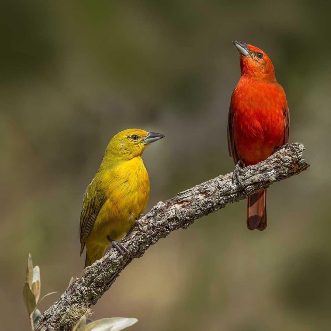 Environmental challenges - How to visit the Cerrado in Brazil (1)