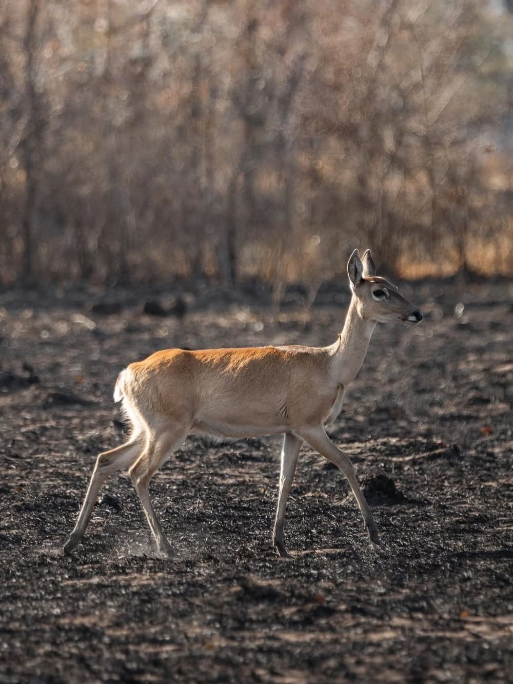 Desmatamento no Pantanal, Brasil