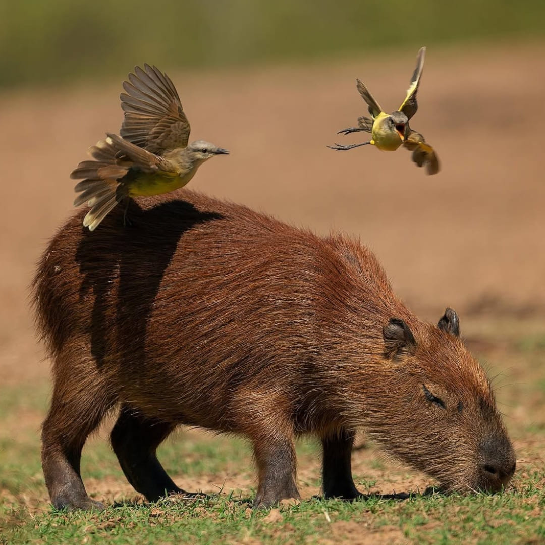 Capivaras - Pantanal - Brazil Wildlife Tours 