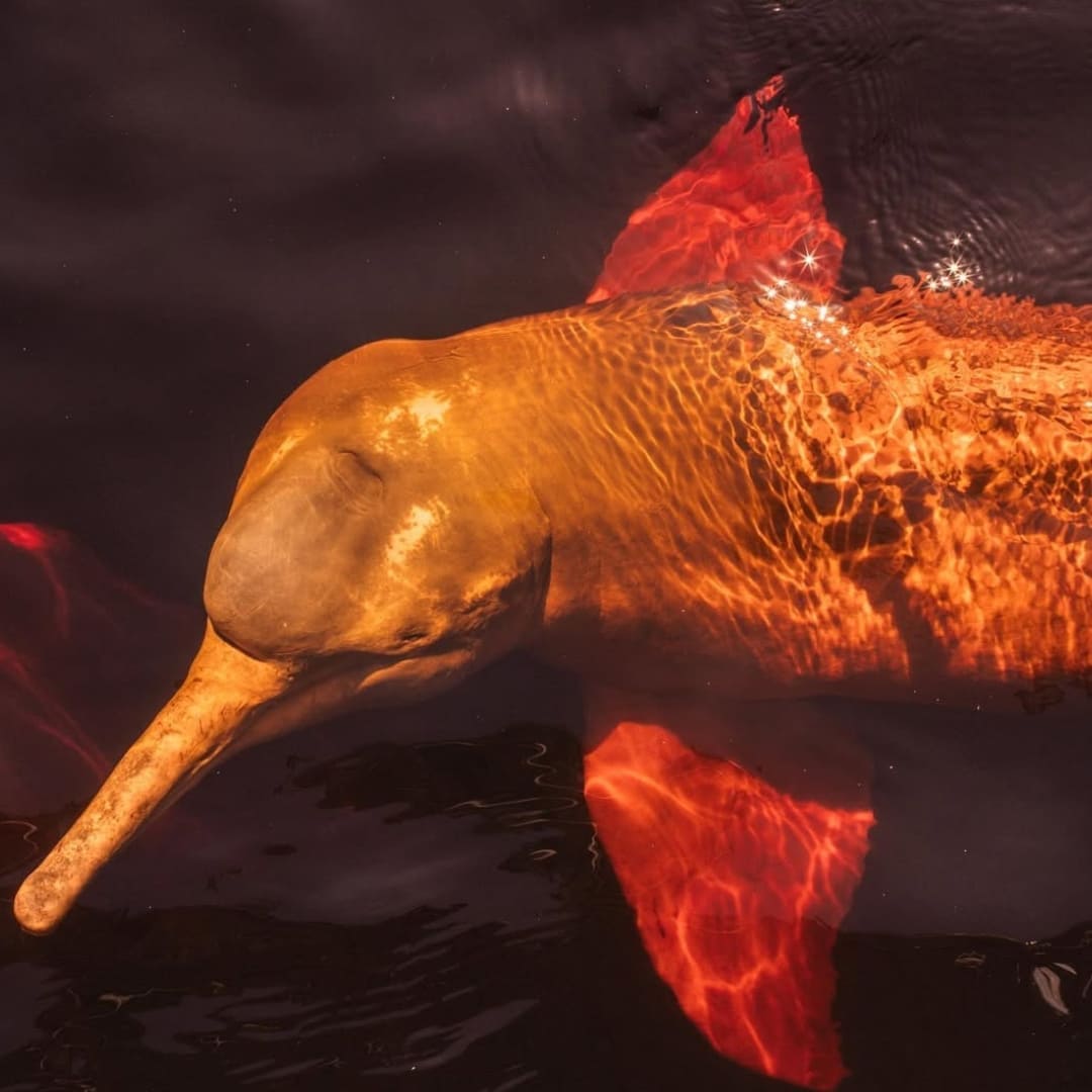 Pink Dolphins - Brazil Wildlife Tours (1) (1)