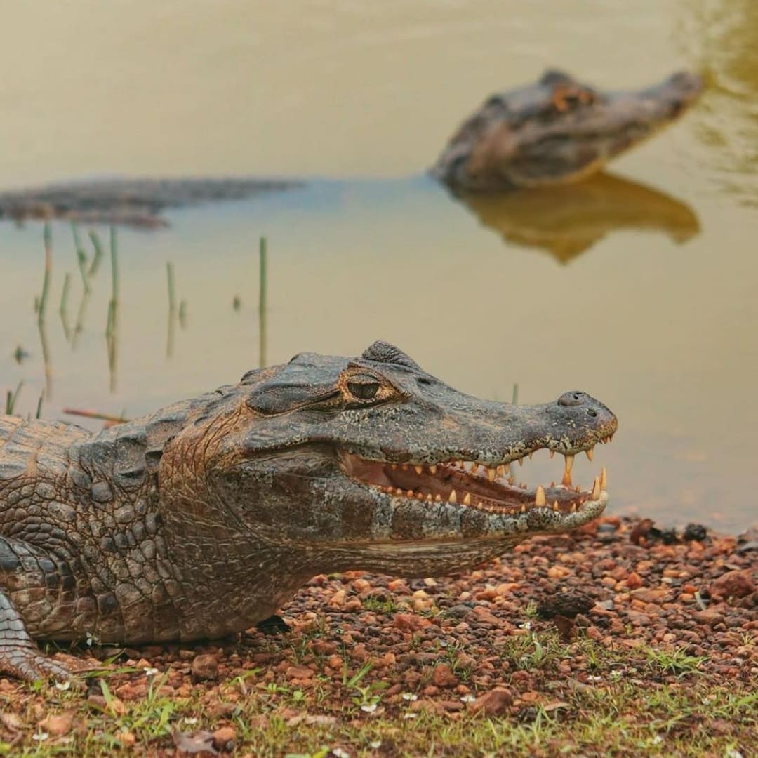 10 facts about the Pantanal