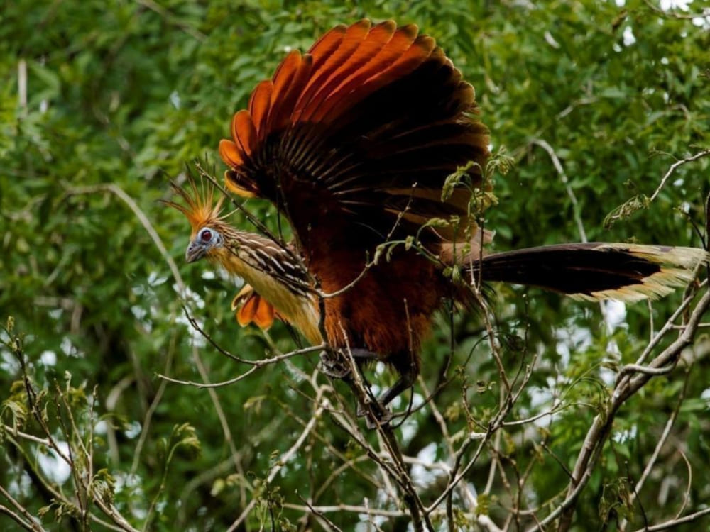 Uakari Lodge - opisthocomus hoazin - - Brazilian Wildlife Tours (1)