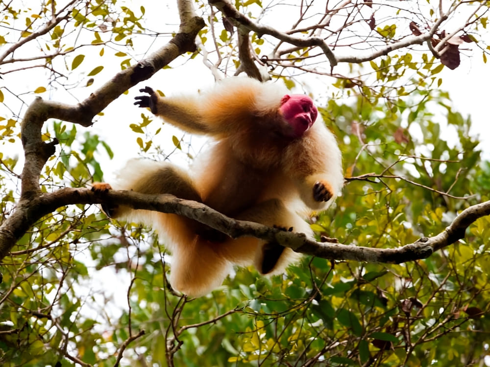 Uakari Monkey - Brazilian Wildlife Tours 