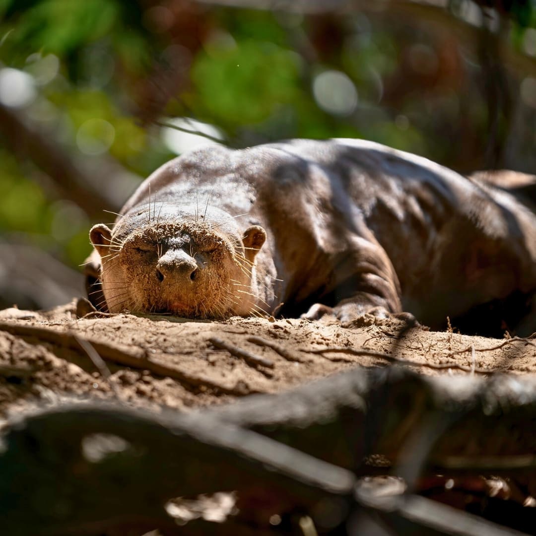 Pantanal wildlife