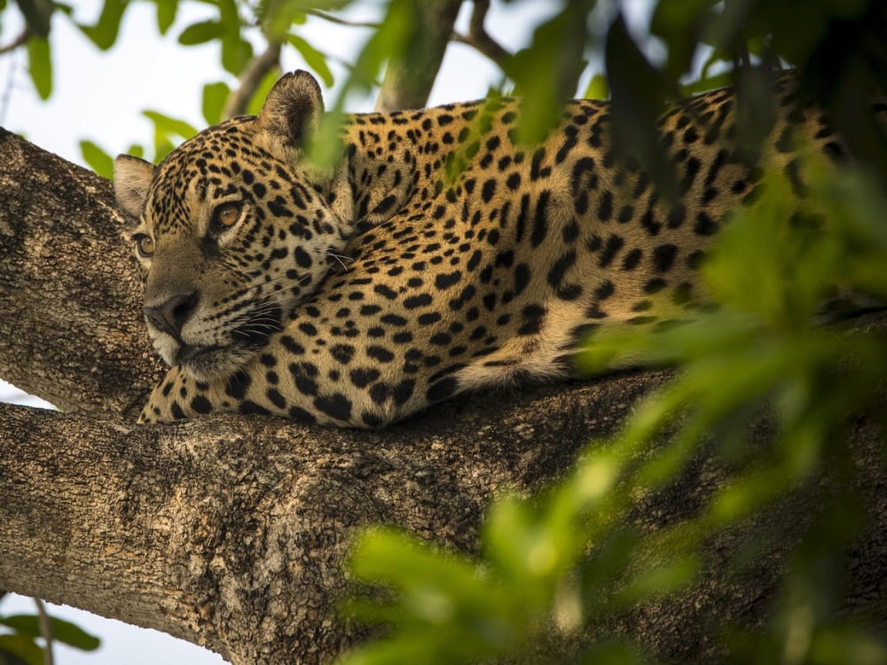 Best Pantanal Safari Tours