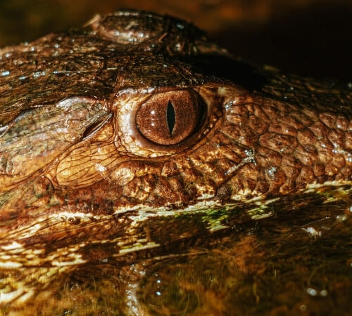 Die besten Wildtier-Touren und Reiseziele in Brasilien