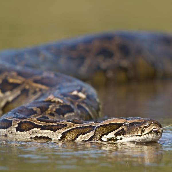 A large anaconda swimming through the water with its tongue flicking out, often spotted during a Pantanal trip.