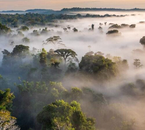 8 conservation projects in the Amazon to support in 2025 (3) (1)