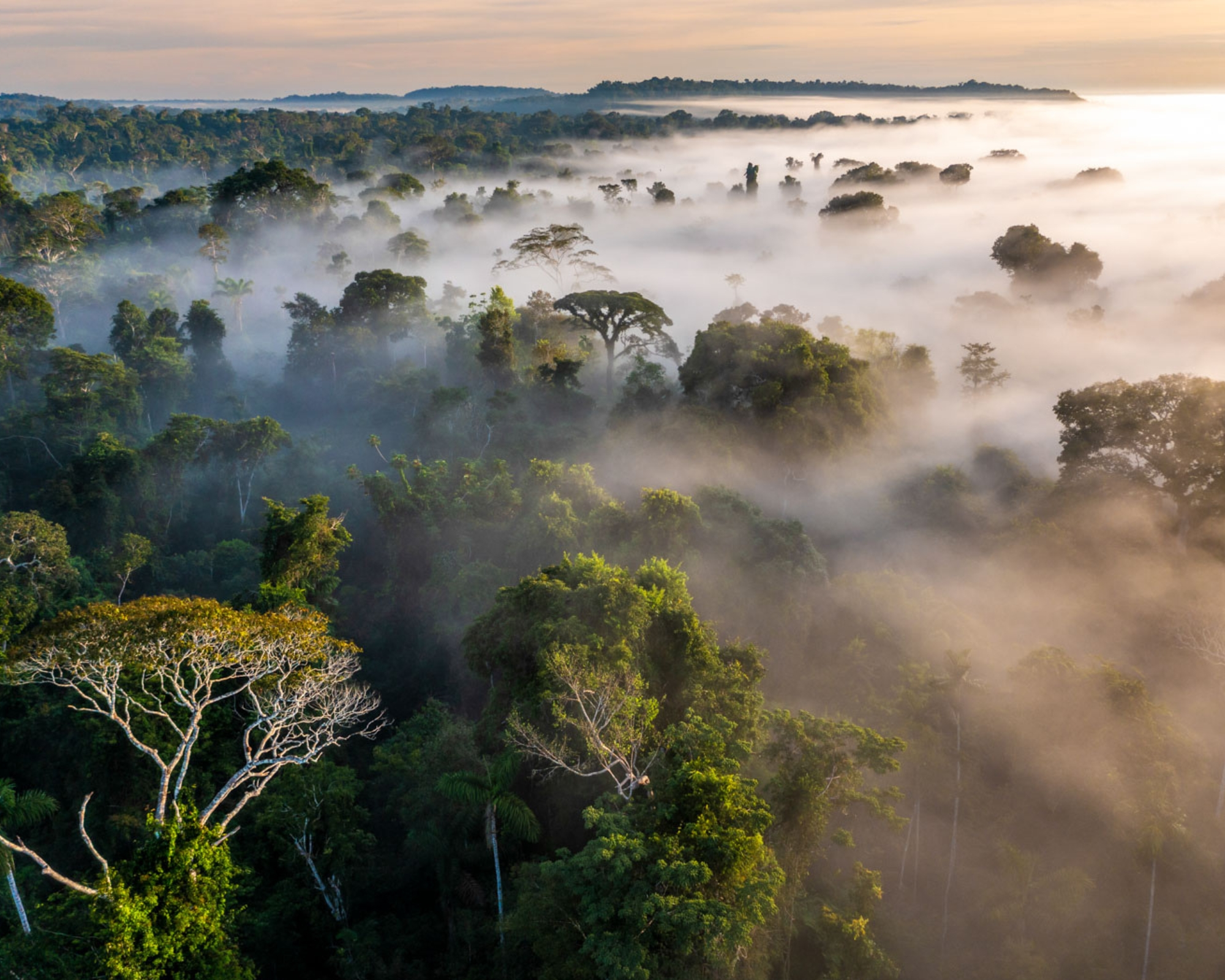 8 conservation projects in the Amazon to support in 2025