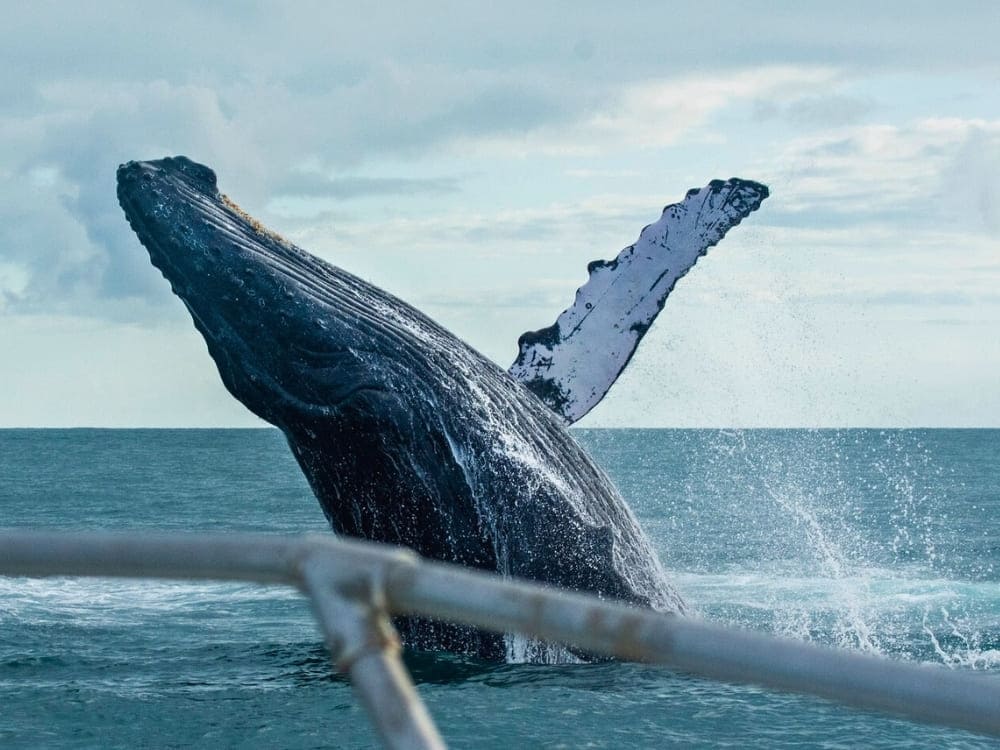 Humpback whale breaching the ocean surface near a boat in Abrolhos Marine National Park. 