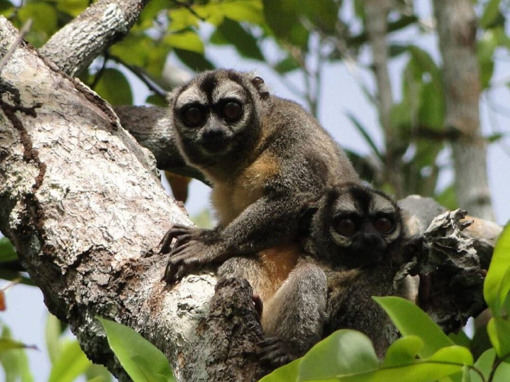 Two monkeys resting on a tree branch in the Amazon rainforest of Jaú National Park. 