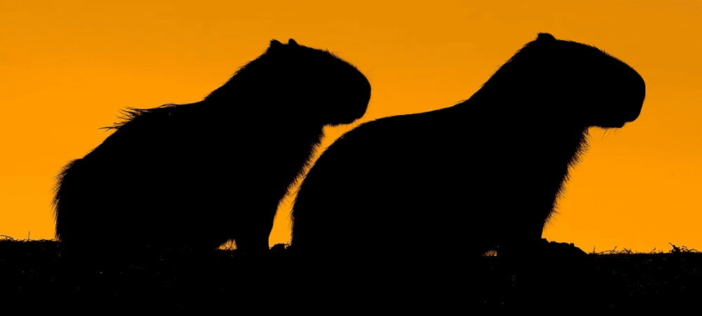 onde ficar no pantanal