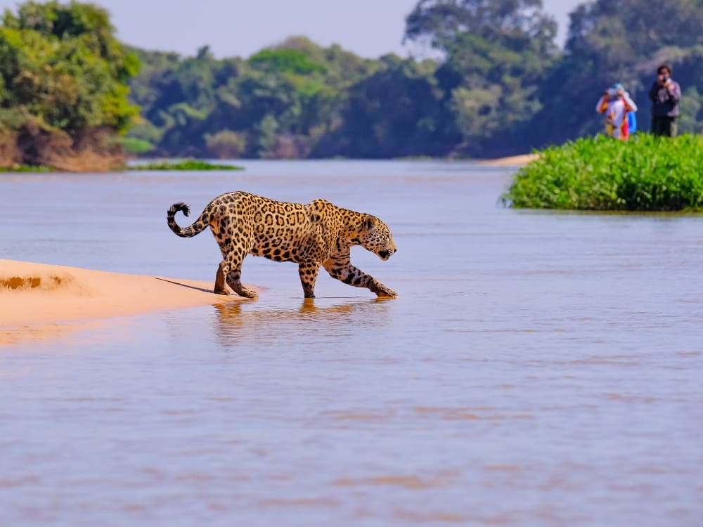 A wild jaguar walking on a river sandbar observed by tourists on a boat during a Jaguar safari in the Pantanal Brazil. A wild jaguar walking on a river sandbar observed by tourists on a boat during a Jaguar safari in the Pantanal Brazil.