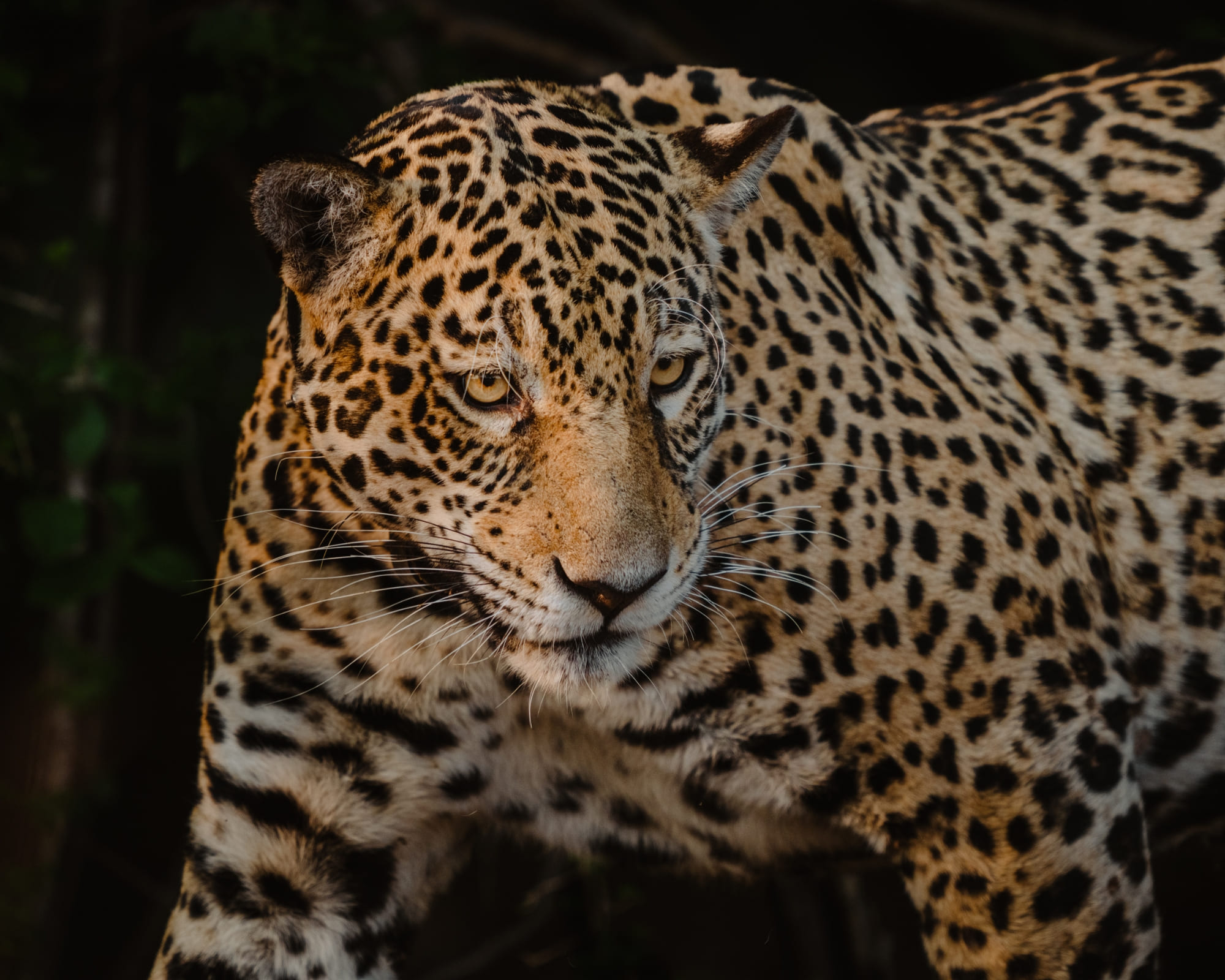 Quel est le meilleur endroit pour observer les jaguars dans le Pantanal ?