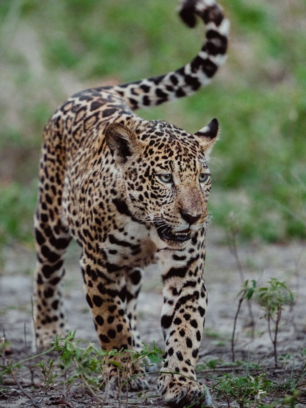  Un Jaguar marche sur un sol sec en direction de l’objectif pendant la saison sèche dans le Pantanal.