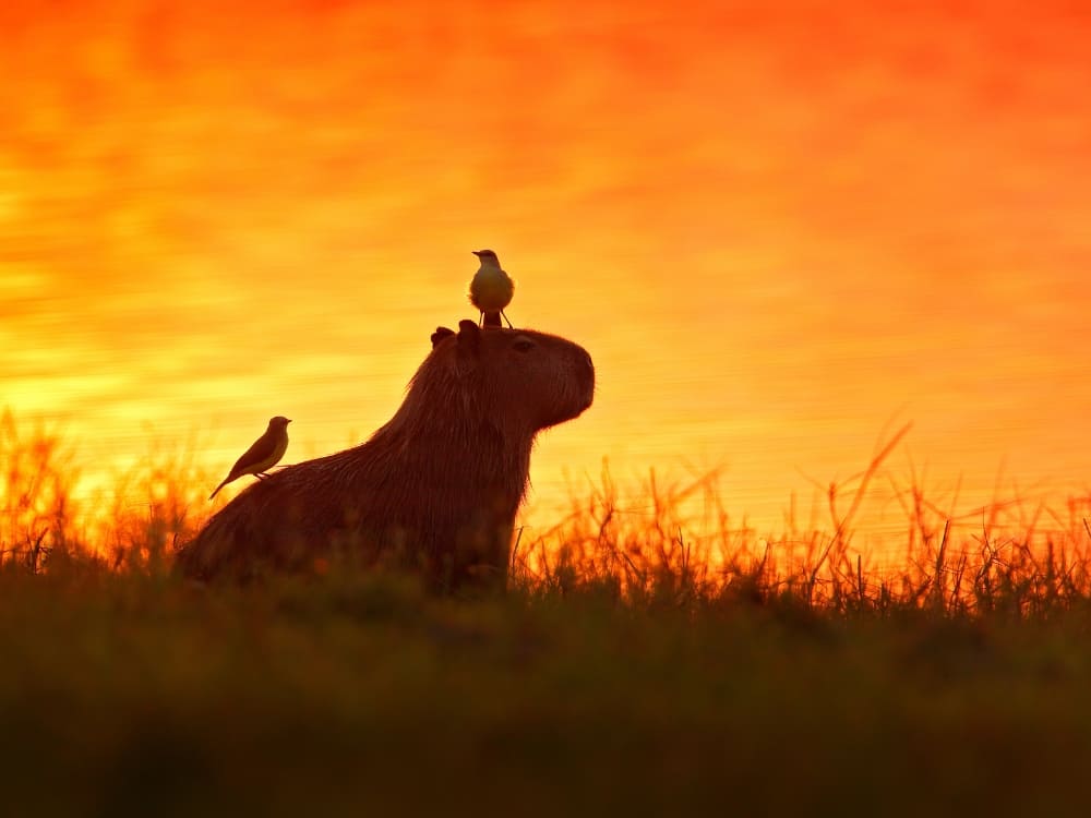 A silhouette of a capybara in tall grass during a golden sunset, with two small birds perched on its head and back A silhouette of a capybara in tall grass during a golden sunset, with two small birds perched on its head and back