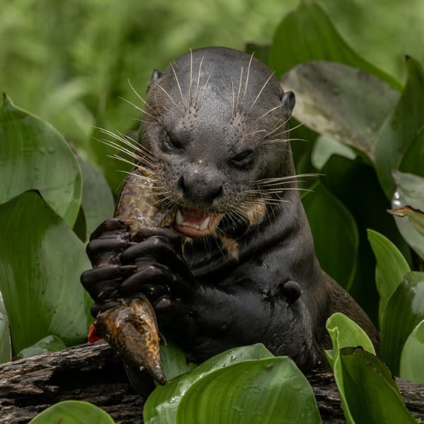 Close-up of a Giant River Otter eating a fish, iconic wildlife frequently seen on Pantanal safari tours.