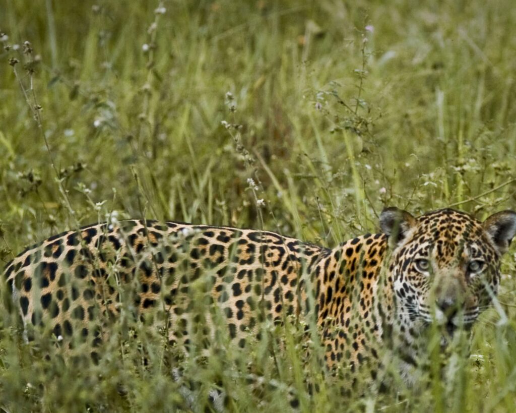 A jaguar with distinctive rosettes stands amidst tall, green grass in the Pantanal, looking directly toward the viewer.