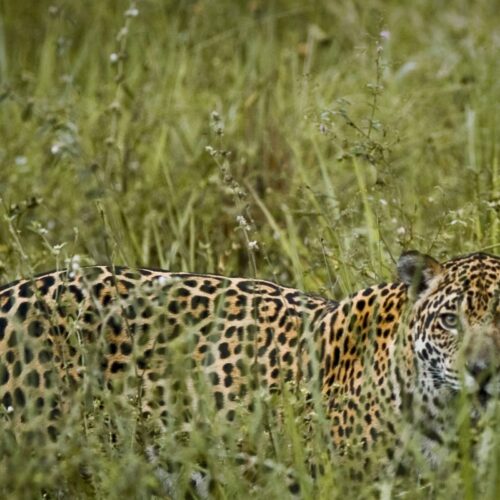 A jaguar with distinctive rosettes stands amidst tall, green grass in the Pantanal, looking directly toward the viewer.