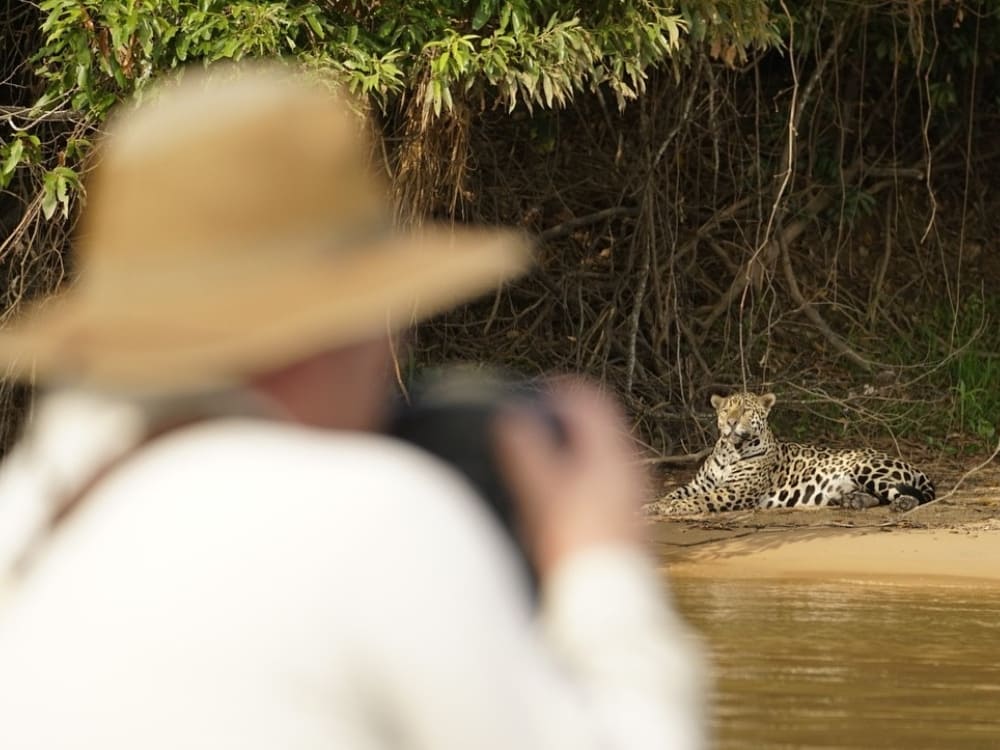 A wildlife photographer capturing a jaguar on a riverbank during a specialized Pantanal safari. A wildlife photographer capturing a jaguar on a riverbank during a specialized Pantanal safari.