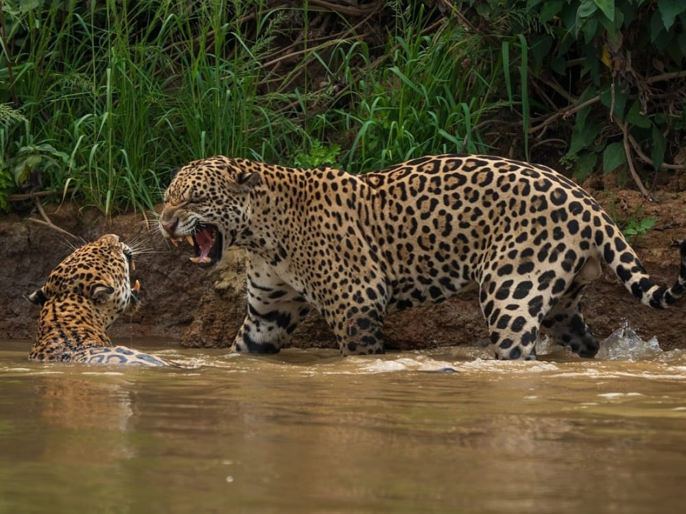 Two jaguars fighting in a river, a rare and intense wildlife sighting on a Jaguar safari. Two jaguars fighting in a river, a rare and intense wildlife sighting on a Jaguar safari.