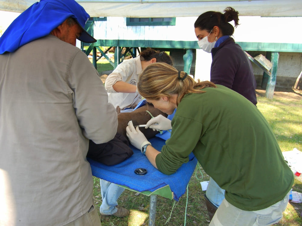 The Giant Otters Project working to saving the Pantanal ecosystem