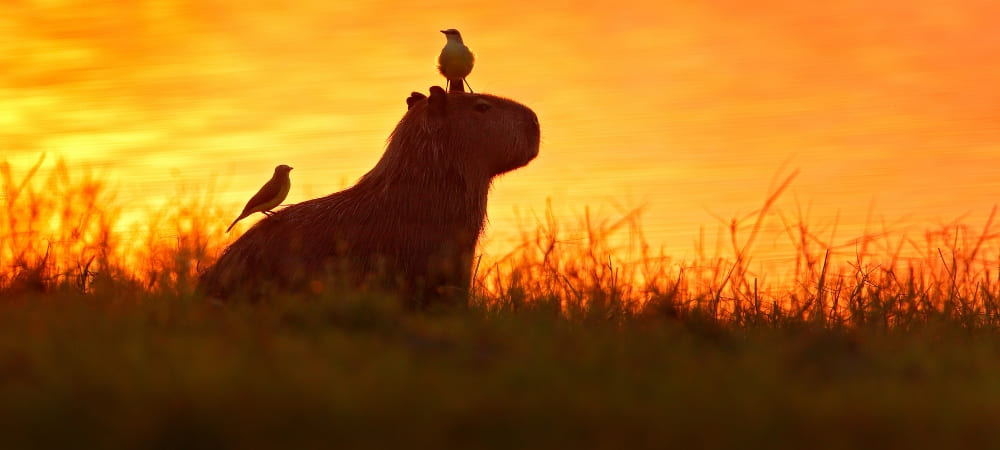 natuurbehoudprojecten in de Pantanal