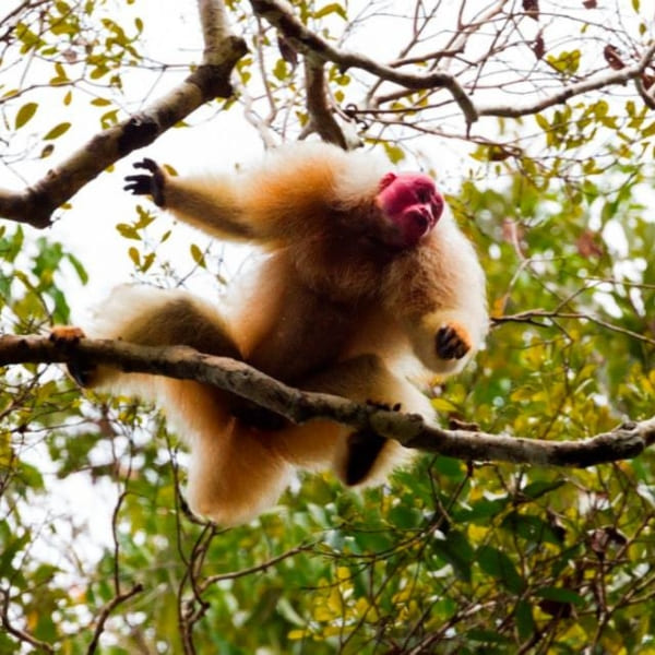 A bald uakari monkey with a bright red face sitting on a tree branch, spotted during a tour at an Amazon rainforest lodge.
