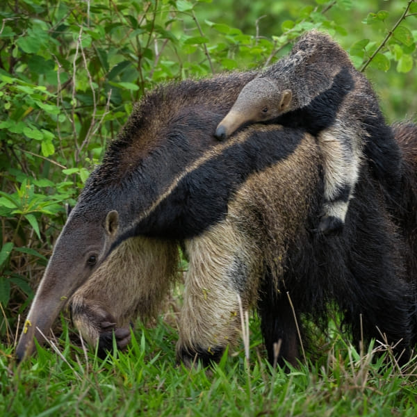 Um Tamanduá-Bandeira carregando seu filhote nas costas caminhando pela grama, um avistamento único ao decidir quando ir ao Pantanal.