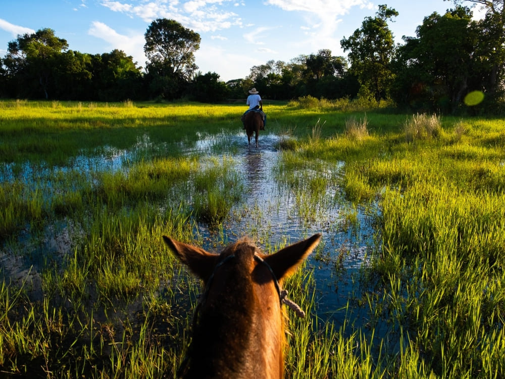 Um viajante andando a cavalo por áreas úmidas rasas, uma atividade popular em uma viagem para o Pantanal.