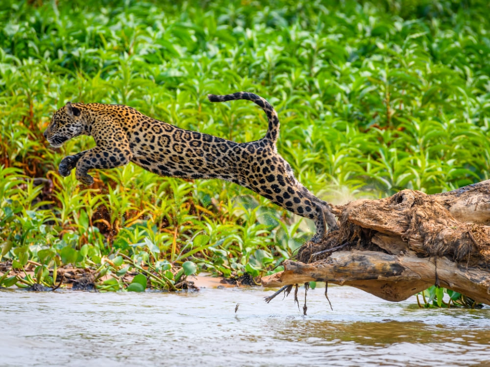 Uma onça saltando de um tronco para a água, capturando a intensa ação da vida selvagem vista em passeios na região onde fica o Pantanal.