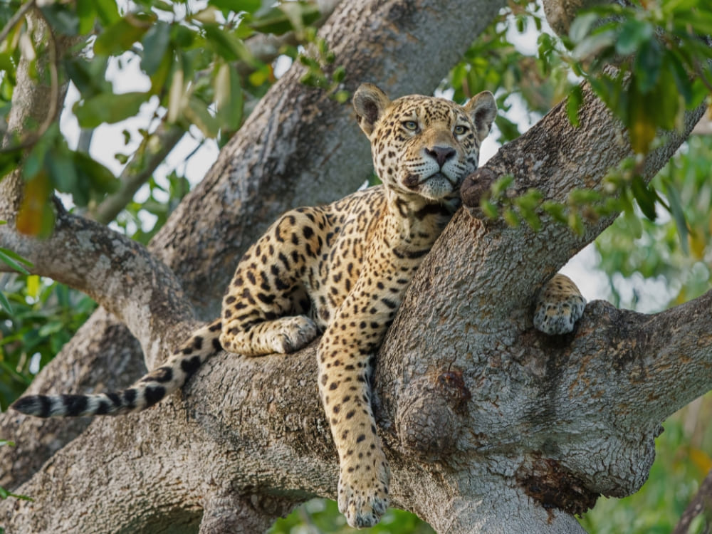 Uma onça descansando em um galho de árvore no Pantanal Norte, observada durante a estação seca, a melhor época para ir ao Pantanal para ver felinos.