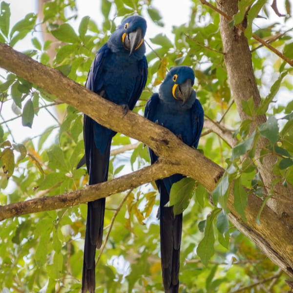 Two vibrant blue hyacinth macaws perched together on a tree branch in Pantanal Brazil.
