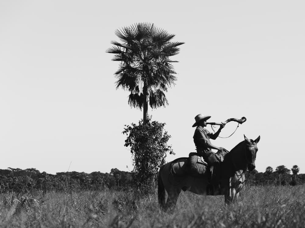 Black and white photo of a Pantaneiro cowboy on a horse blowing a cattle horn, illustrating cultural Pantanal facts.