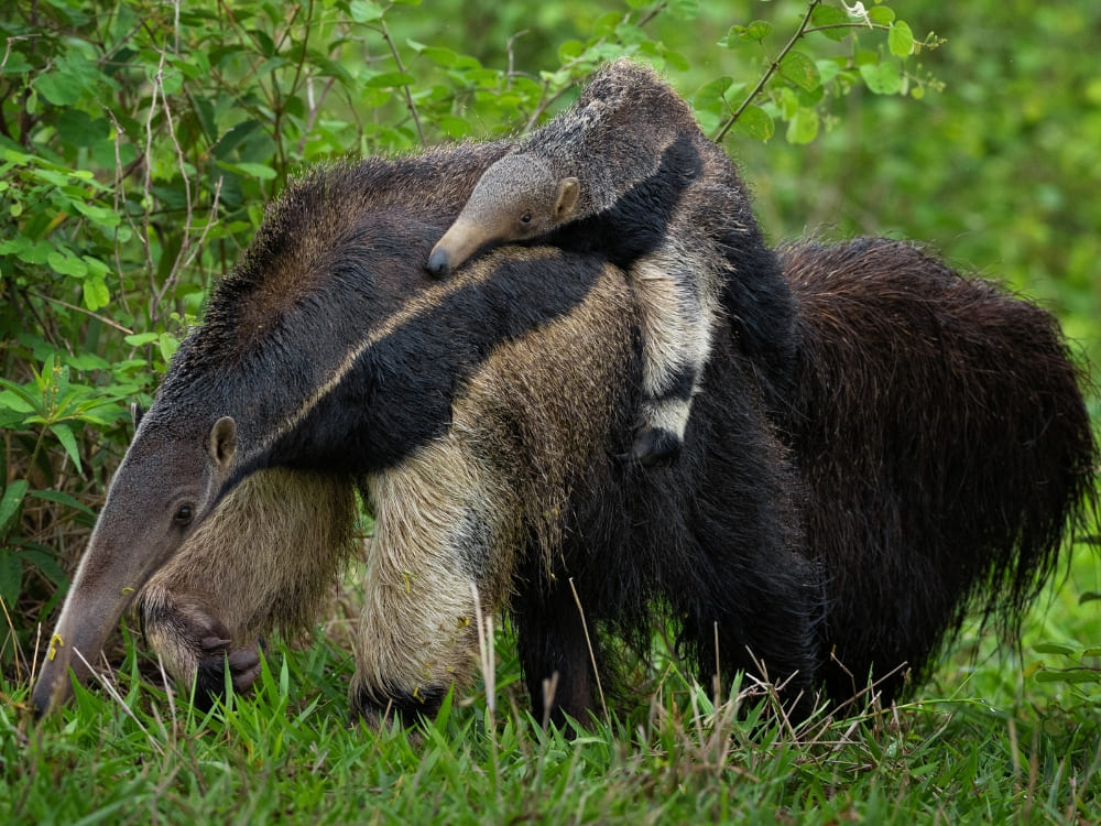 A giant anteater walking across a grassy field carrying its young calf on its back in the Pantanal wetlands.
