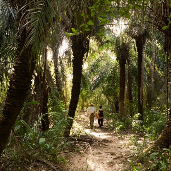 Turistas caminhando em uma trilha de floresta sombreada cercada por palmeiras, aproveitando o clima no Pantanal durante um passeio guiado.