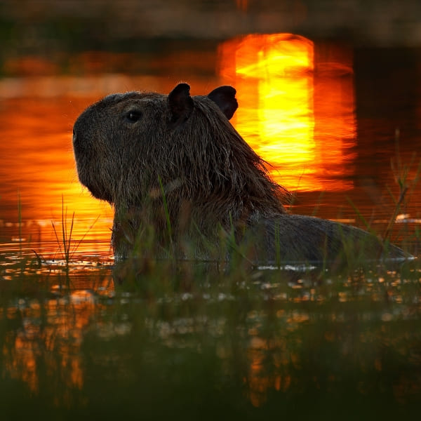 The dark silhouette of a capybara resting in the water against a bright orange sunset, capturing what is the Pantanal atmosphere.