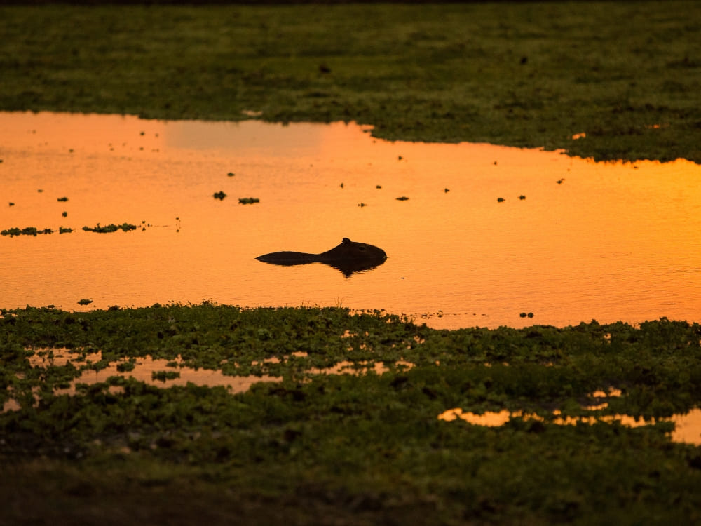 A capybara swimming in a river illuminated by the golden light of dusk, a scene showing what is the Pantanal aquatic life.