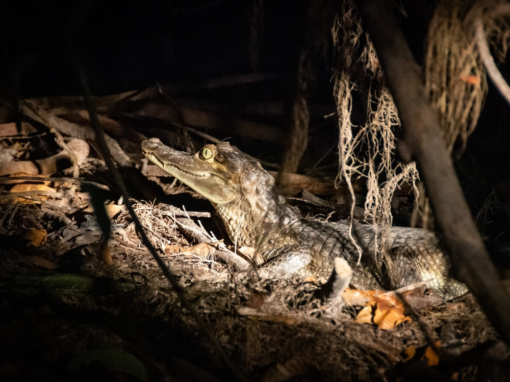 A camouflaged caiman rests on a riverbank covered in leaves during a night wildlife tour in the Amazon.