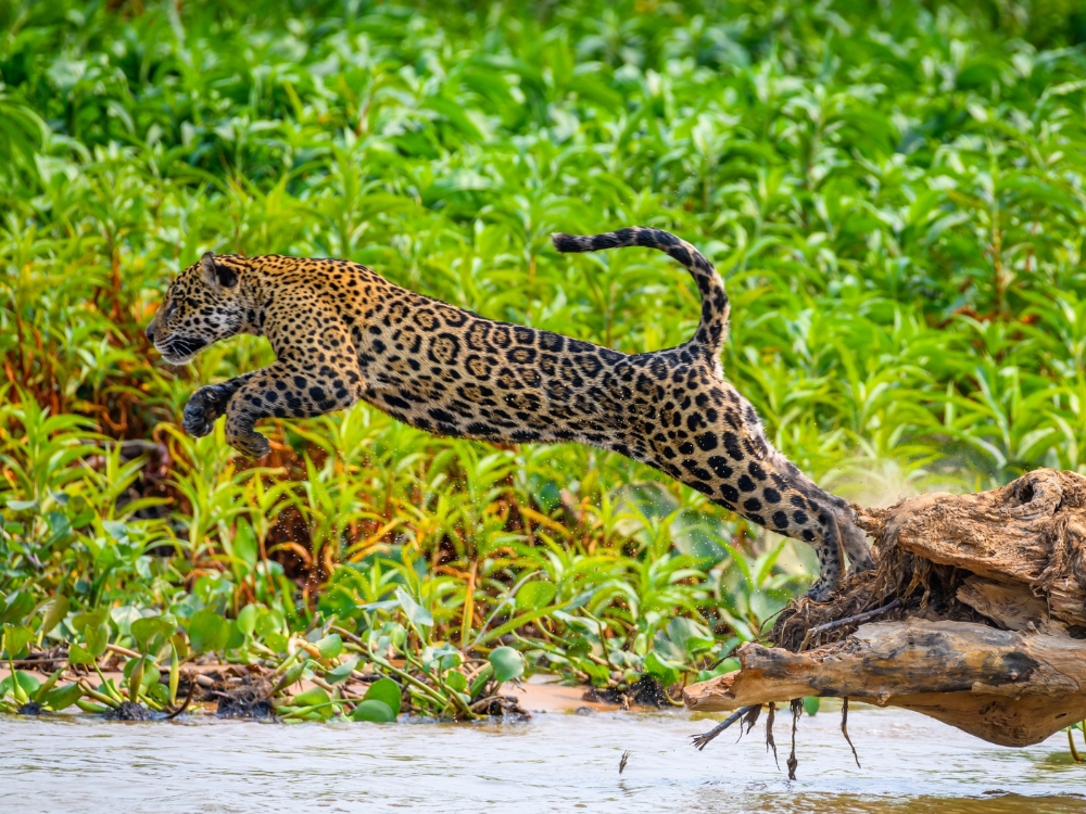 Conservation The Long Run
