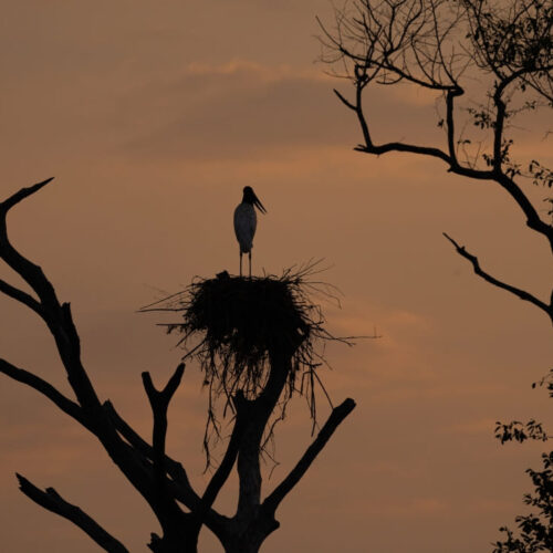 Featured North or South Pantanal