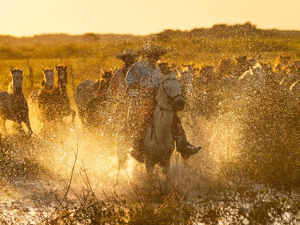 North or South Pantanal