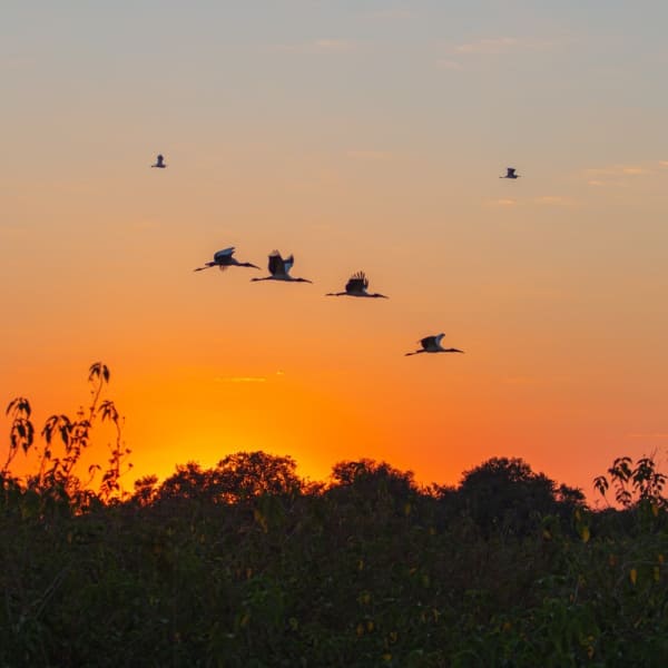abirus at Pantanal river